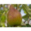 Hrušeň 'Konference+Comice'  Pyrus communis ´Konference+Comice´