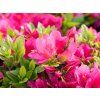 Japonská azalka 'Little Red'  Azalea japonica 'Little Red'