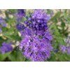 110580 orechokridlec klandonsky blue empire