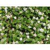 Cotoneaster microphyllus 'Streib´s Findling'