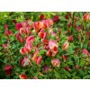 Cytisus Red Lion (1)