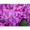 Rhododendron Roseum Elegans (2)