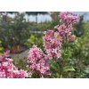 Šeřík malolistý 'Superba'  Syringa microphylla 'Superba'