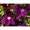 Plamének 'The Heroes of Warsaw'  Clematis 'The Heroes of Warsaw'