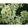 Hortenzie latnatá 'Bee Happy®'  Hydrangea paniculata'Bee Happy®'