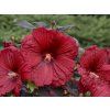 110784 ibisek bahenni sumerific holy grail hibiscus summerific holy grail