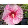 Ibišek bahenní SUMMERIFIC® 'Starry Starry Night'- Hibiscus SUMMERIFIC® 'Starry Starry Night'  HibiscusSUMMERIFIC® 'Starry Starry Night'