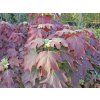 Hortenzie dubolistá 'Black Porch'  Hydrangea quercifolia 'Black Porch'