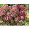 Hortenzie latnatá 'Petite Star'  Hydrangea paniculata 'Petite Star'