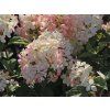 Hortenzie latnatá 'Petite Star'  Hydrangea paniculata 'Petite Star'
