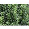 Ptačí zob obecný 'Straight Talk'  Ligustrum vulgare 'Straight Talk'