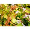 Abélie velkokvětá 'Caramel Charm'  Abelia grandiflora 'Caramel Charm'
