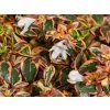 Abélie velkokvětá 'Tricolor Charm'  Abelia grandiflora 'Tricolor Charm'