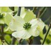 Cornus Little Princess (2)