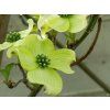 Cornus Little Princess (1)