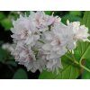 Trojpuk drsný 'Pride of Rochester'  Deutzia scabra 'Pride of Rochester'