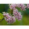 Syringa Donald Wyman (3)
