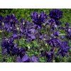 Orlíček obecný 'Blue Barlow' - Aquilegia vulgaris 'Blue Barlow'  Aquilegia vulgaris 'Blue Barlow'