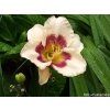 111657 1 denivka blueberry candy hemerocallis blueberry candy