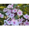 Plaménka latnatá 'Narwiański Wir' - Phlox paniculata 'Narwiański Wir'  Phlox paniculata 'Narwiański Wir'