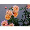 111951 2 111951 2 111951 2 ruze peach melba baleni kontejner c2