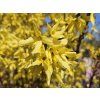 Zlatice prostřední  Forsythia x intermedia