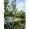 112242 2 svestka walheim
