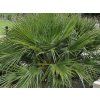 Žumara nízká 'Compacta'  Chamaerops humilis 'Compacta'