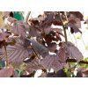 Líska největší 'Juningia'  Corylus maxima 'Juningia'