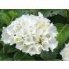 Hortenzie velkolistá 'Wudu'  Hydrangea macrophylla 'Wudu'