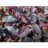 Loropetalum čínské 'Pipa's Red'  Loropetalum chinense 'Pipa's Red'