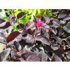 Loropetalum čínské 'Pipa's Red'  Loropetalum chinense 'Pipa's Red'