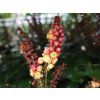 Mahonia Cabaret (1)