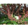 Mahonia Cabaret (2)