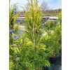 Cryptomeria japonica 'Barabits Gold' (1)