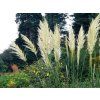 Pampová tráva  'Sunningdale Silver' - Cortaderia selloana 'Sunningdale Silver'  Cortaderia selloana 'Sunningdale Silver'
