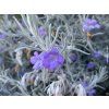 Eremophila nivea  Eremophila nivea