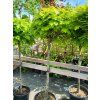 113798 4 dub cerveny globosa