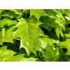 113798 2 dub cerveny globosa