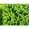 thymus lemon (1)