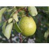 Pyrus communis 'Lucasova' 1