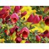 Čilimník 'Maria Burkwood'  Cytisus 'Maria Burkwood'