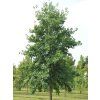 alnus cordata