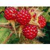 Ostružiník japonský  Rubus phoenicolasius