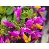 114059 1 vitod purple passion