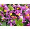 purple passion