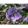 114167 1 hortenzie pilovita magic seduction annie s blue