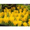 Delospermum congestum