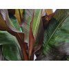 Banánovník habešský 'Maurelii'  Ensete ventricosum 'Maurelii'