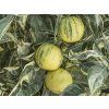 Pomerančovník 'Arancio Variegata'  Citrus sinensis 'Arancio Variegato'